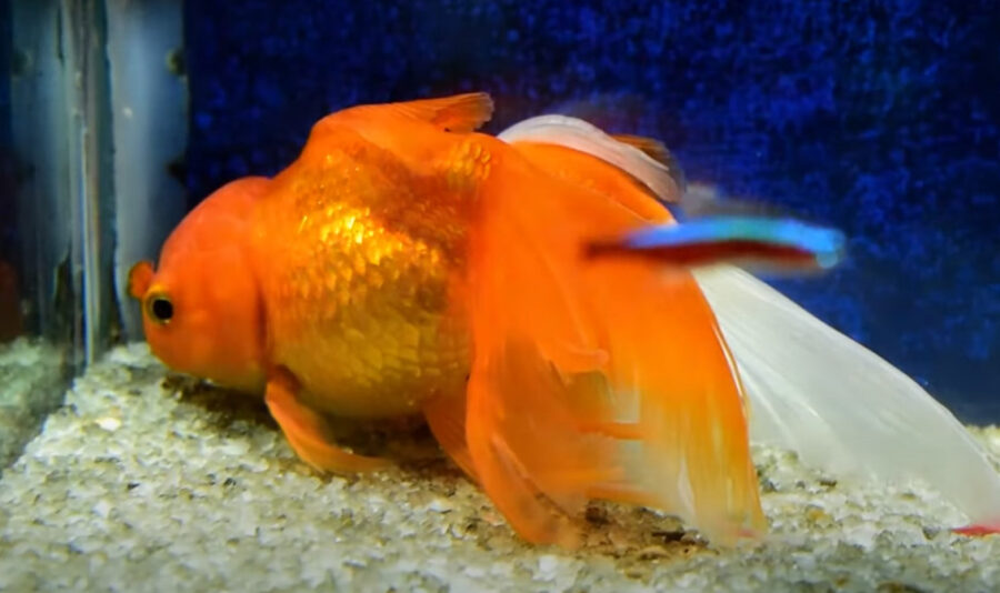 How Long Do Goldfish Sleep