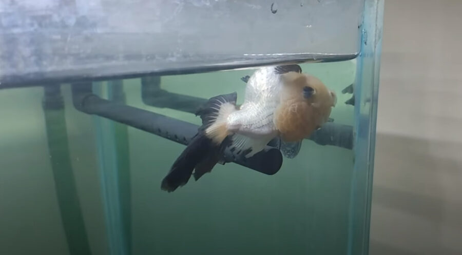 Why Goldfish Swim Upside Down