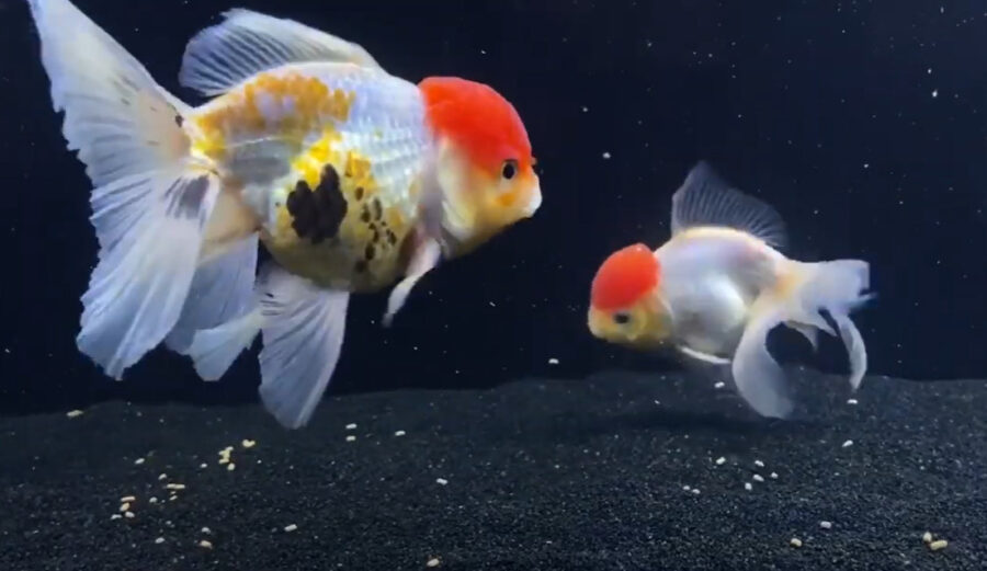 are goldfish aggressive