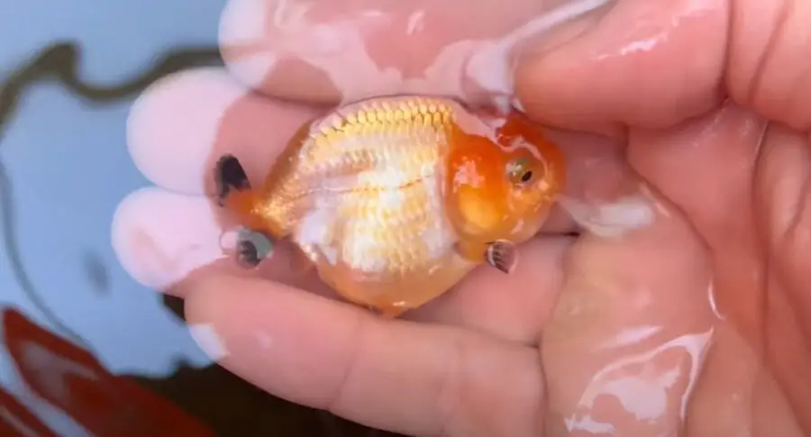 fat goldfish